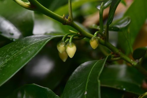 サカキの木,榊,さかき,Japanese cleyera,flower