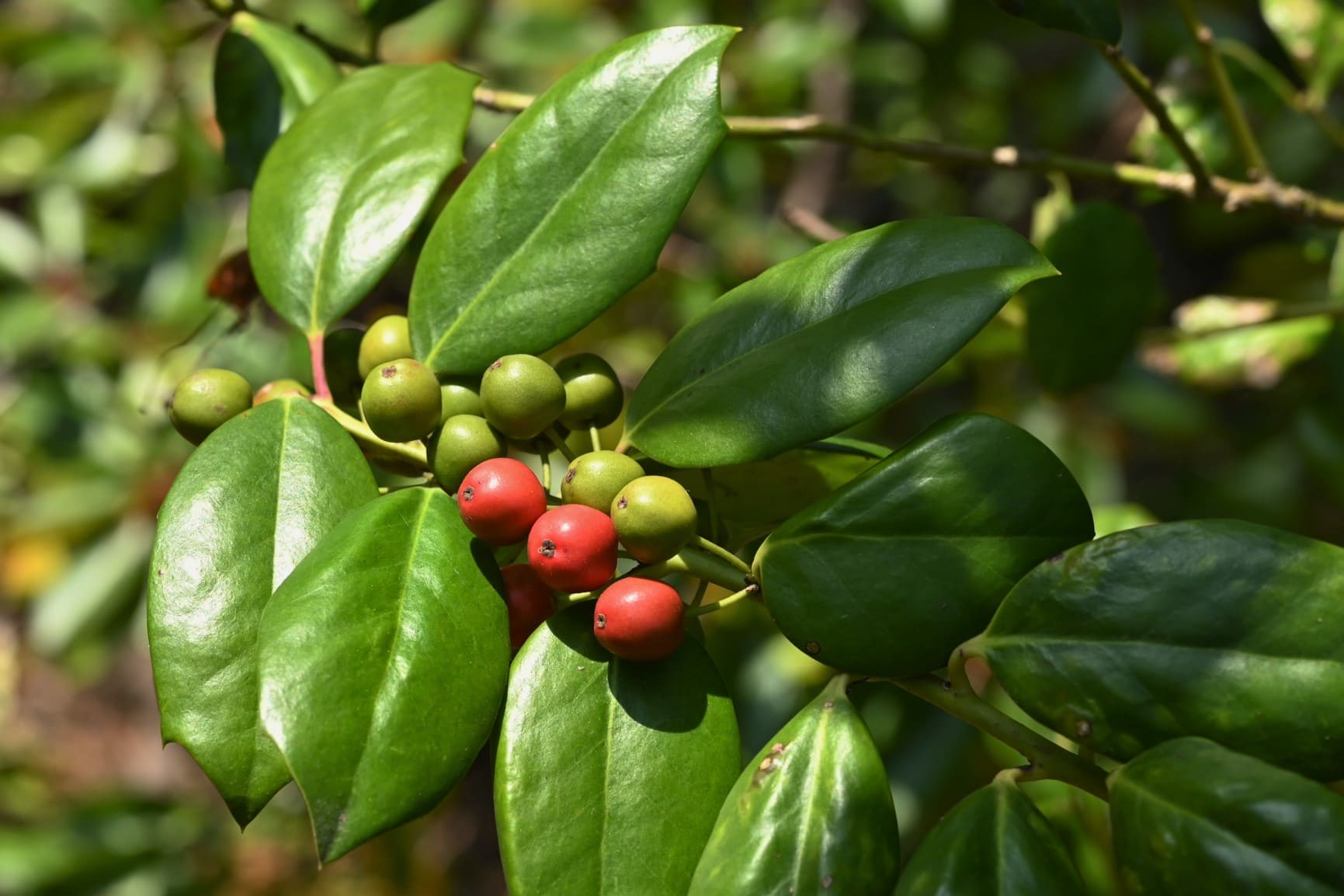 American holly tree,red fruits