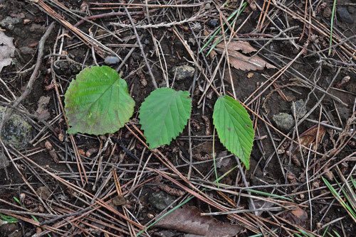 ガマズミ,がまずみ,種類,見分け