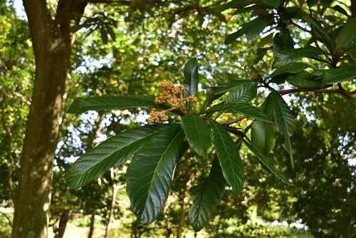 【高知インター店】 ビワ（枇杷） 植木ペディア 庭木図鑑 - その他