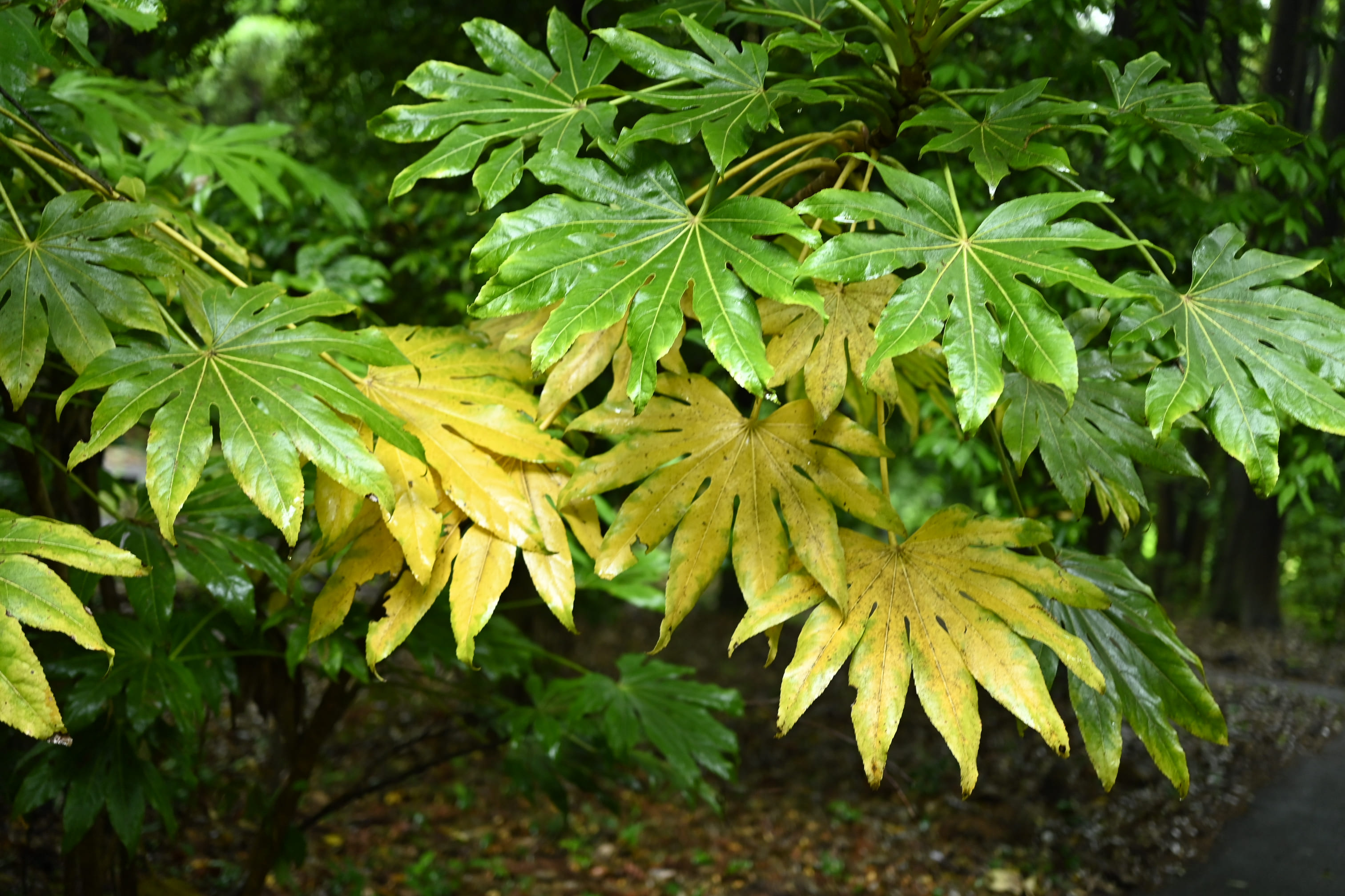 ヤツデ 八手 庭木図鑑 植木ペディア