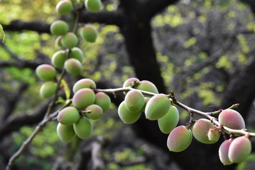 fruits of Japanese apricot