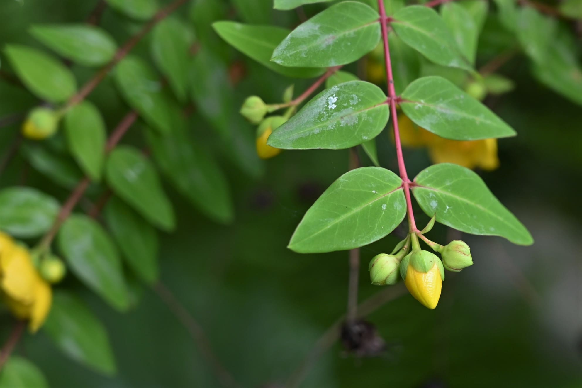 Tall St.John's wort