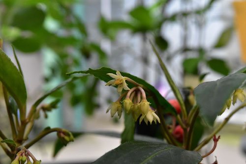 カラタチバナ,百両,植物,からたちばな,ヒャクリョウ,花,赤い実