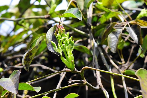 葉が食用になる木 庭木図鑑 植木ペディア