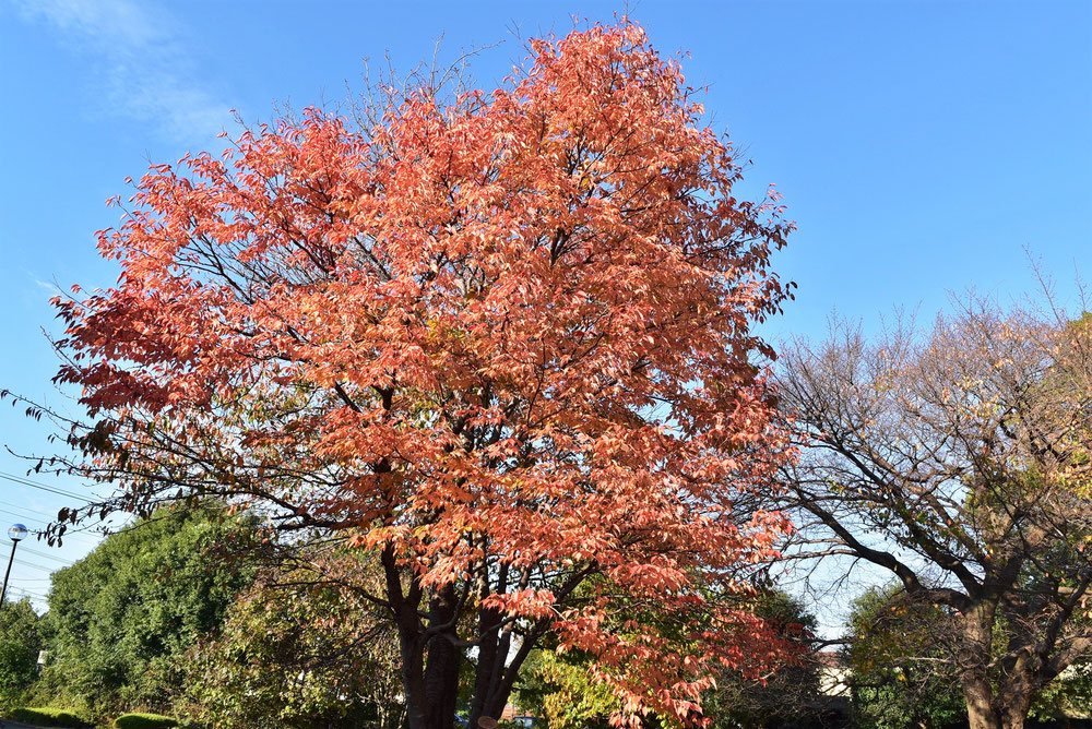 ウワミズザクラの紅葉 画像