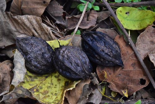 Japanese walnut,fruits