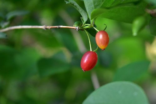 90cm大株 ウグイスカグラ 山野草 苗木 苗 スイカズラ科 赤い実
