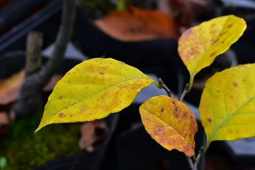 エゴノキ,えごのき,紅葉,黄葉