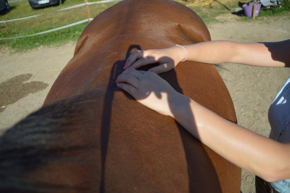 Rückenschmerzen - Pferde leiden still
