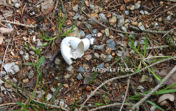 Ringeltaube © Mag. Angelika Ficenc