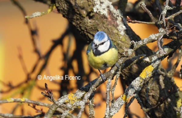 Blaumeise © Mag. Angelika Ficenc