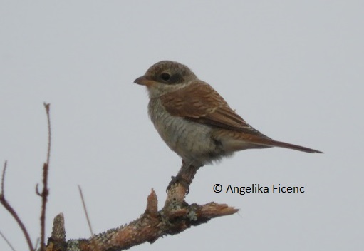 Neuntöter (Lanius collurio)   © Mag. Angelika Ficenc