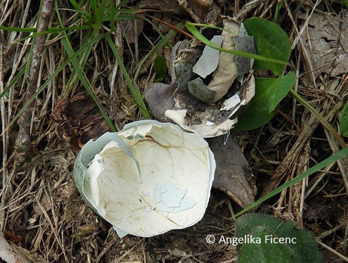 Eierschale, Innenseite, Amsel  © Mag. Angelika Ficenc