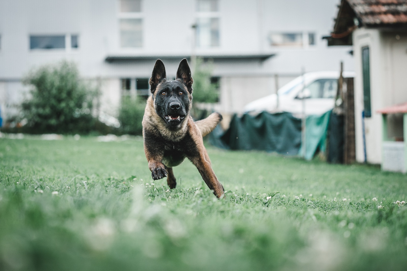 Sanfte Hilfe bei Milben: Zeolith Hautpuder und weitere Hausmittel im Ü –  STEINKRAFT Zeolith Onlineshop, image size:1600x1066