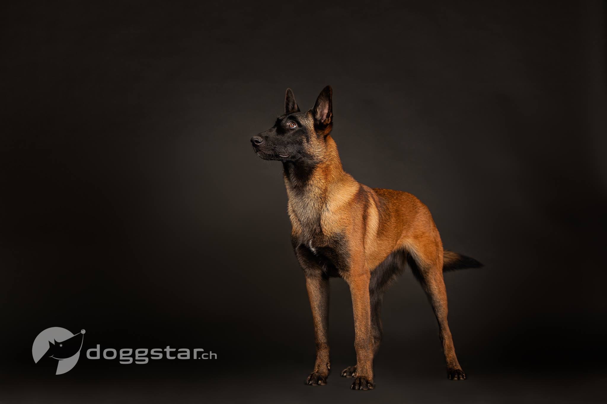 Von Amy) Am 11.08.2025 gegen 17:00 Uhr waren meine Mutter und ich mit  unserem Dackel Fiete im Bereich Schwale-Brücke – Brachenfelder Gehölz  spazieren. Plötzlich kam uns auf einem Sandweg ein nicht angeleinter, image size:2048x1365