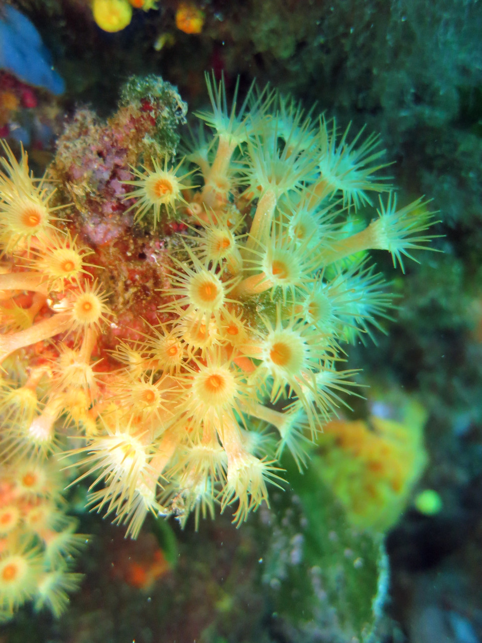  Anémones encroutantes jaunes "Parazoanthus axinellae" hexacoralliaire cnidaire. La Ciotat. Crédit : Jean-Luc Beaud