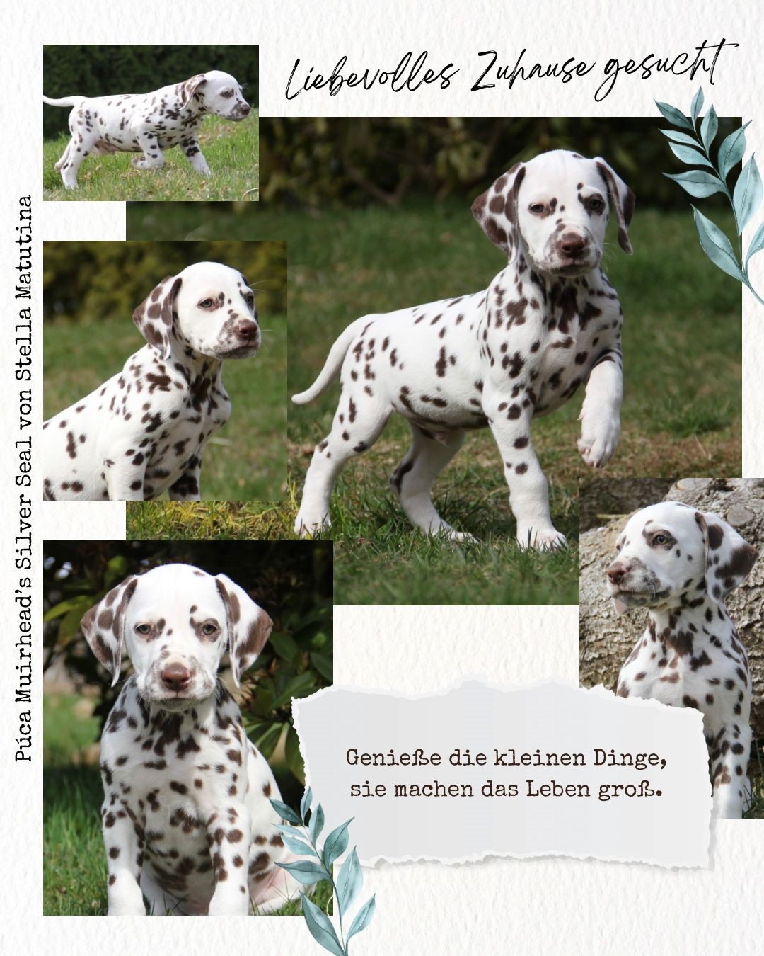 ★ PP-Wurf ★ Zuhause gesucht!