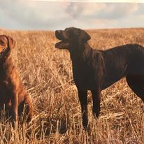 BBs Chesapeake Breeding Jill und Jeanny ( nachher Funny, Zuchthündin Fools Farms. )