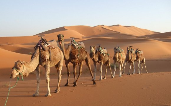 la caravane du désert