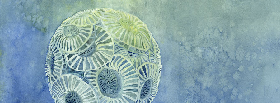 Art in Science: Emiliania huxleyi, 2016
