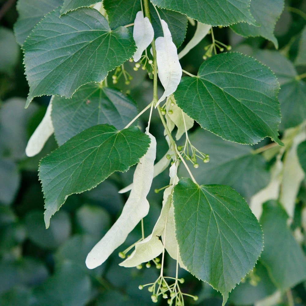 Im Schatten der alten Linden