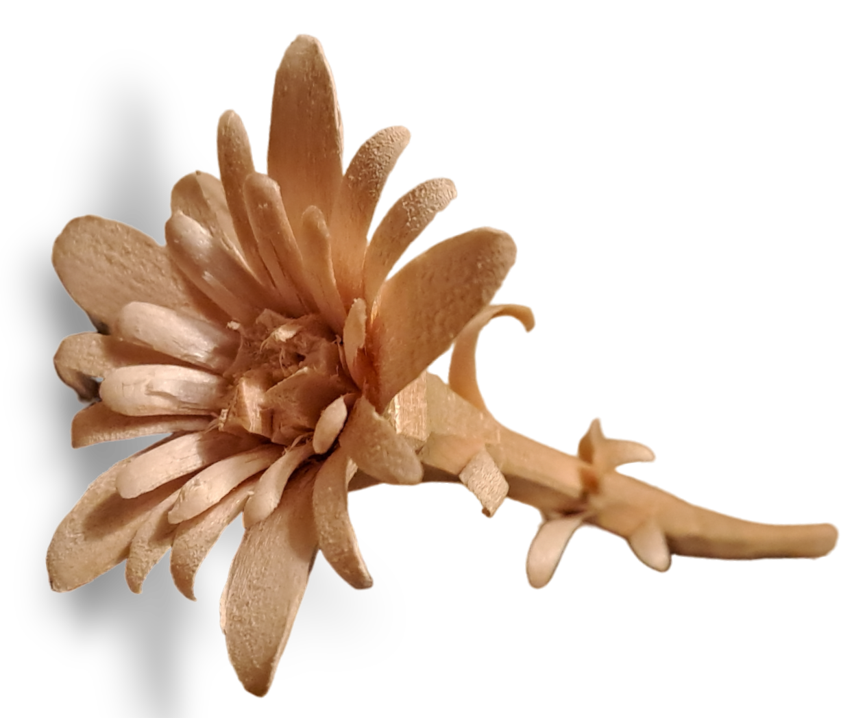 Edelweiss als Trachtenaccessoire