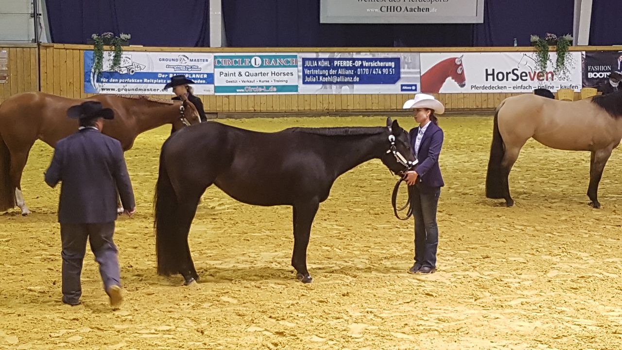 DQHA Halter Futurity 3YO Mares 