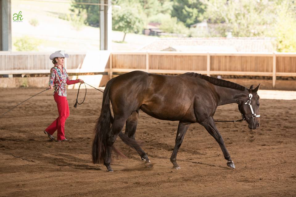 DQHA Futurity Mitte 2017 - 2. Place - Longe Line Futurity 3YO