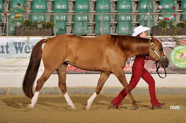 EWU German Open 2016 - 4. Place - Showmanship "TC Amy"