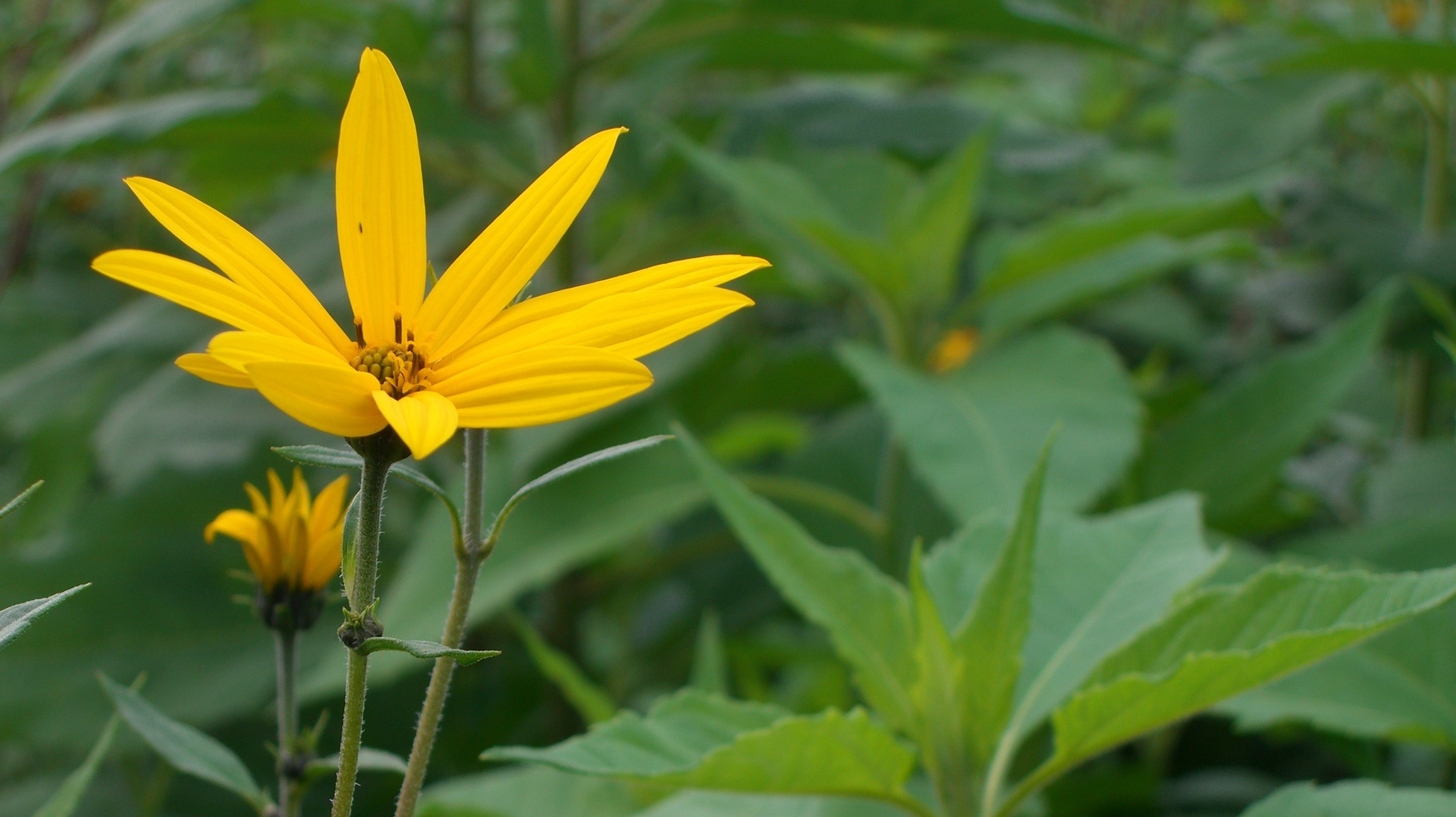 BioTopinambur TOPINA