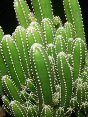 Acanthocereus tetragonus-Fairy-Castles3