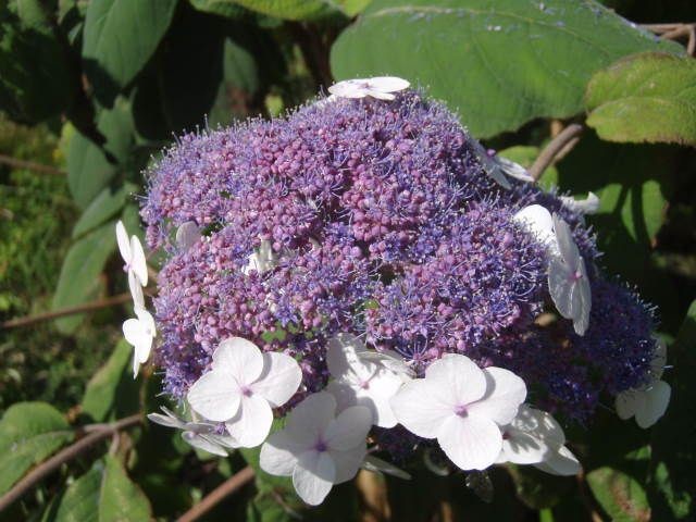 Hydrangea aspera Macrophylla