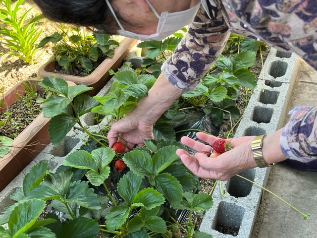 令和４年５月　いちご狩り