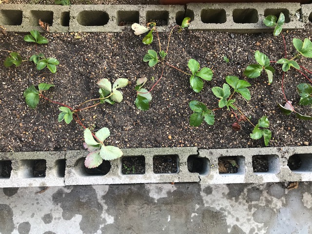 令和３年１１月　いちごの苗植え