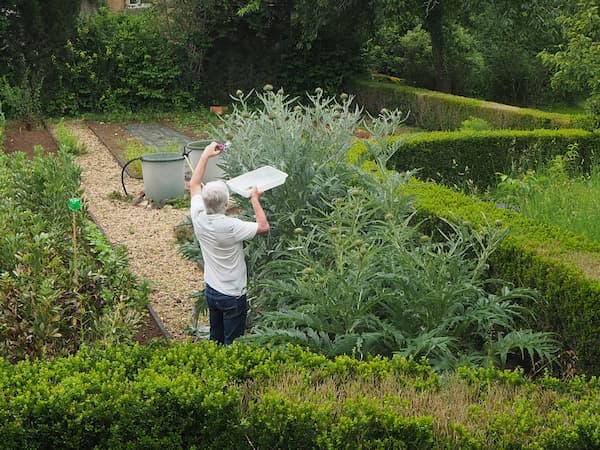 Yannick, propriétaire de La Lysiane, récoltant des artichauts frais dans le potager.