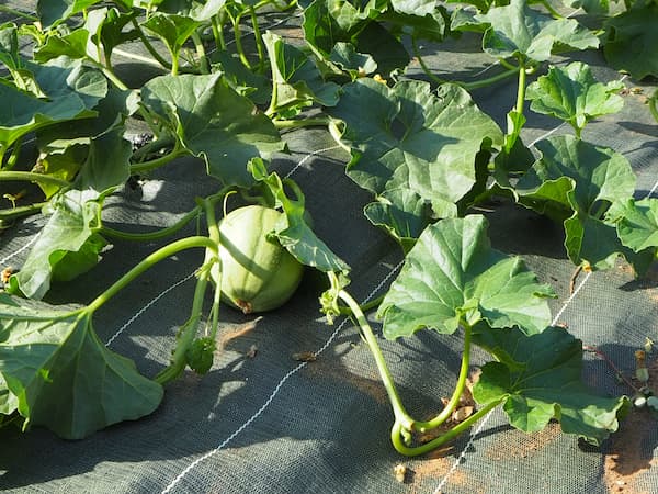 Melons en pleine croissance au sol dans le jardin potager biologique.