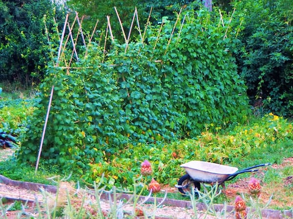 Brouette de jardinage devant des haricots grimpants sur des tuteurs en bambou en forme de tipis.