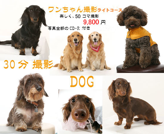 犬と家族の写真が撮れる 千葉県八千代市の写真館 ペット写真スタジオ千葉 犬と記念撮影 八千代市の写真スタジオファジィフォト