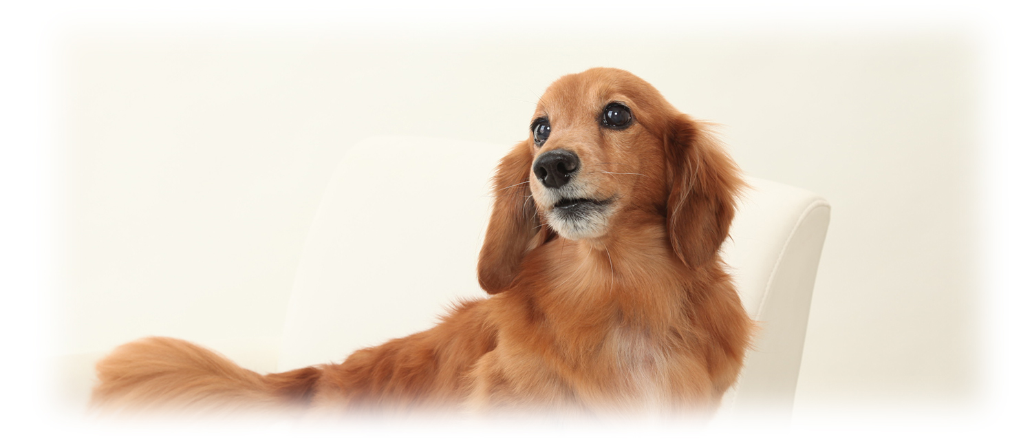 ペット家族写真スタジオ 千葉県八千代市の写真館 ペット写真スタジオ千葉 犬と記念撮影 八千代市の写真スタジオファジィフォト