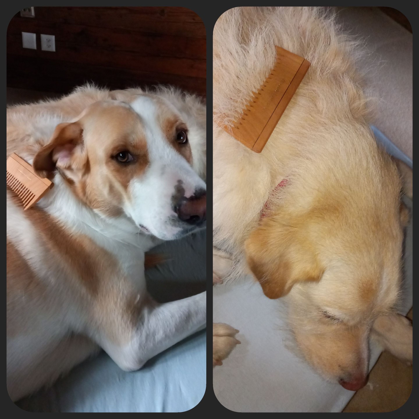Unsere beiden Hunde lieben es mit dem RS 4 gekämmt zu werden (PF)