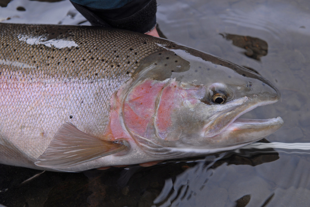 kispiox kispioxriverranch