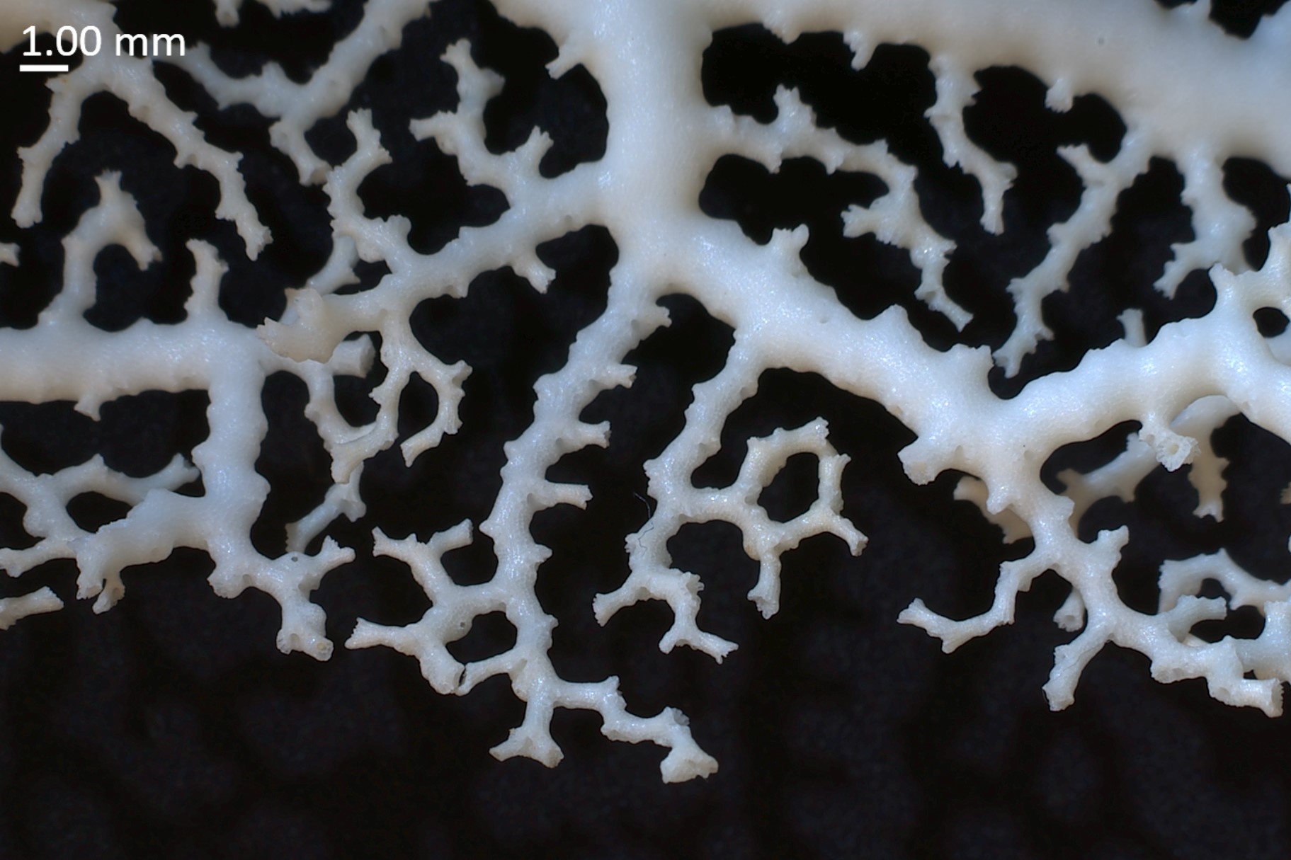 Stylaster tritoni, una nuova specie di stilasteride profondo, il primo dal Mar Rosso
