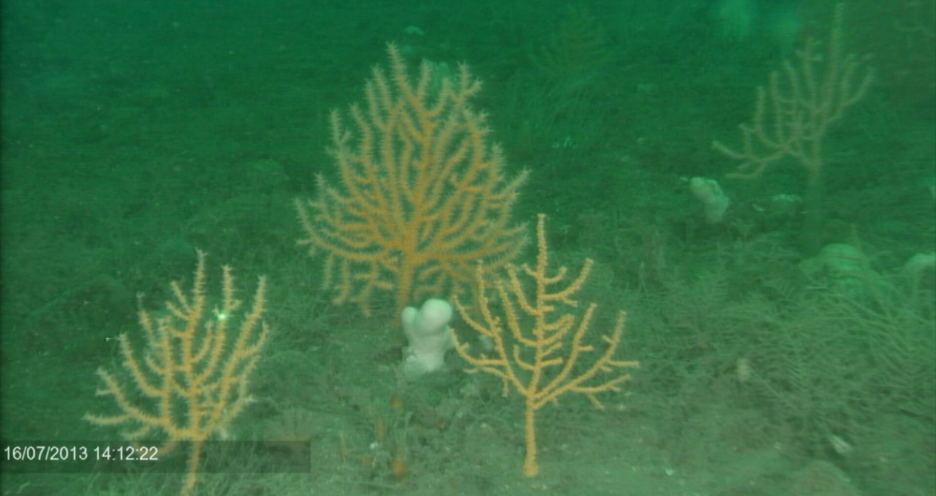 Il fondale si riprende più rapidamente in seguito a tempeste estreme rispetto agli impatti della pesca a strascico