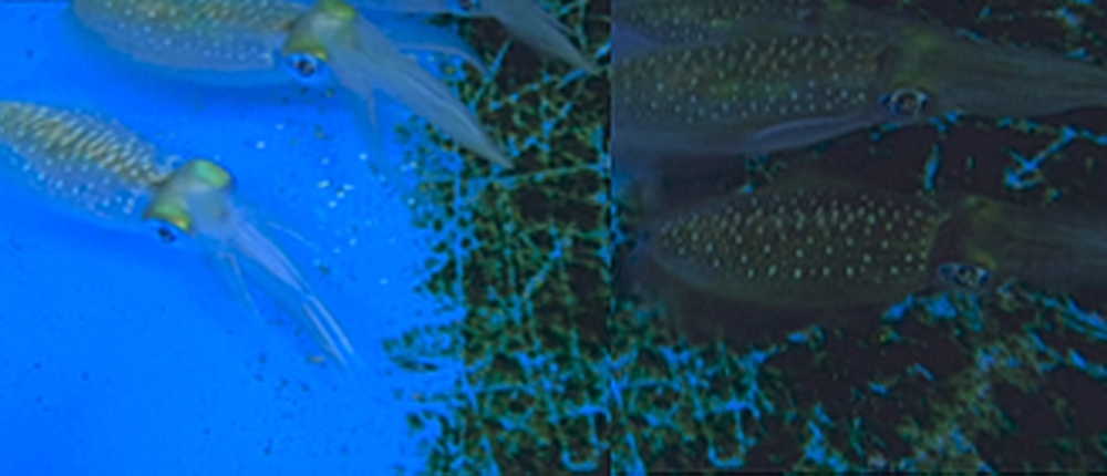 Anche i calamari abbinano il colore della cute a quello di un substrato