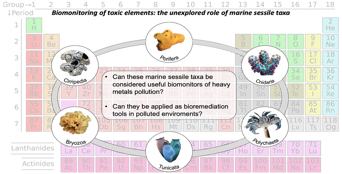 Biomonitoraggio di metalli pesanti: il ruolo inesplorato dei taxa sessili marini
