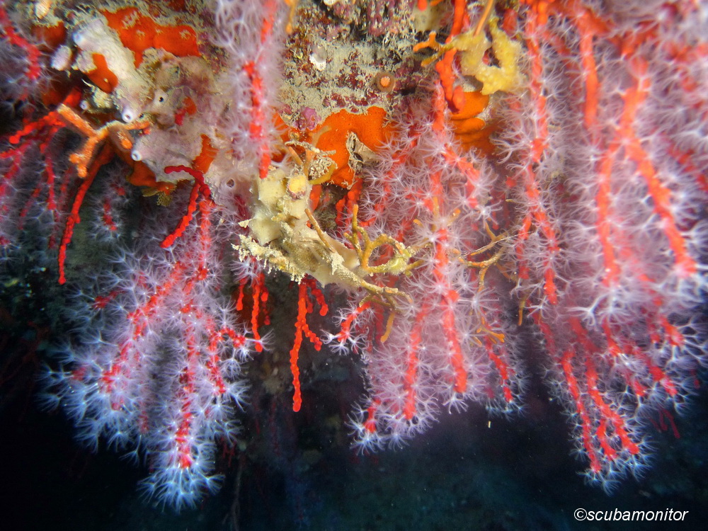 Le microplastiche possono costituire una minaccia per il corallo rosso (Corallium rubrum)
