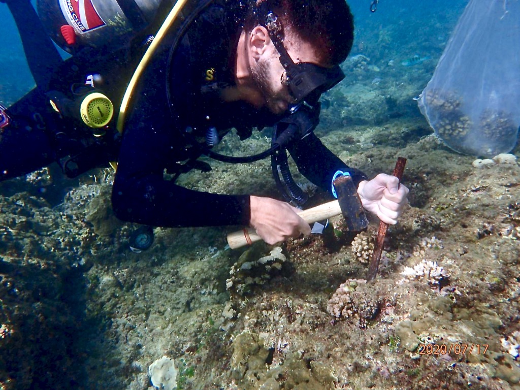 Vitrificazione e riscaldamento laser delle larve di corallo per salvare le barriere coralline