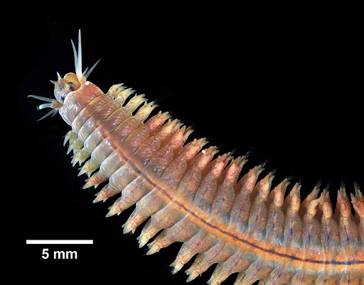 Hediste pontii sp. nov., una nuova specie di anellide nel Mar Adriatico