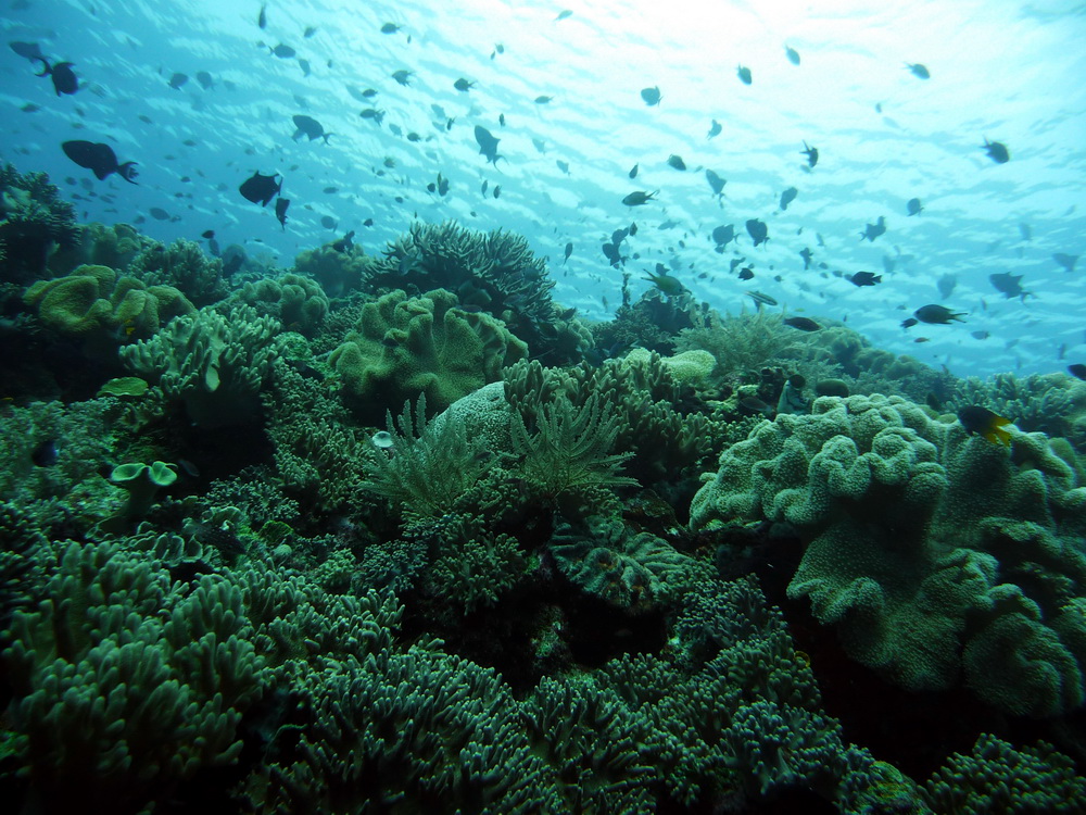Il Vietnam vieta le immersioni subacquee in un’isola popolare per proteggere i coralli